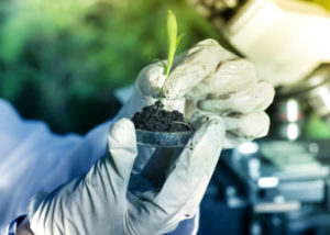 Scientist holding soil and plant sample